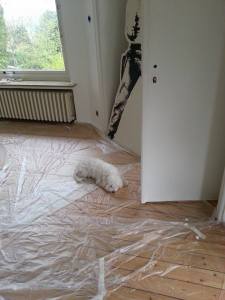 10311981_617488765002749_576768242_n